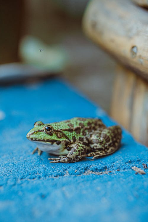 A frog sitting on top of a blue bench