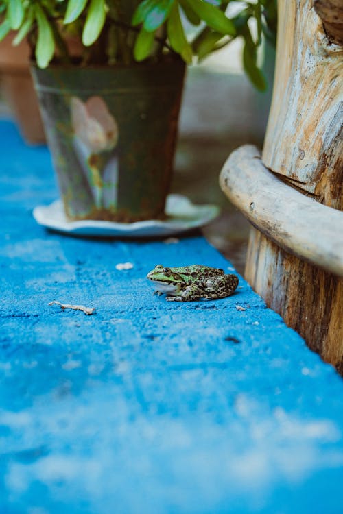 A frog sitting on a blue table next to a potted plant