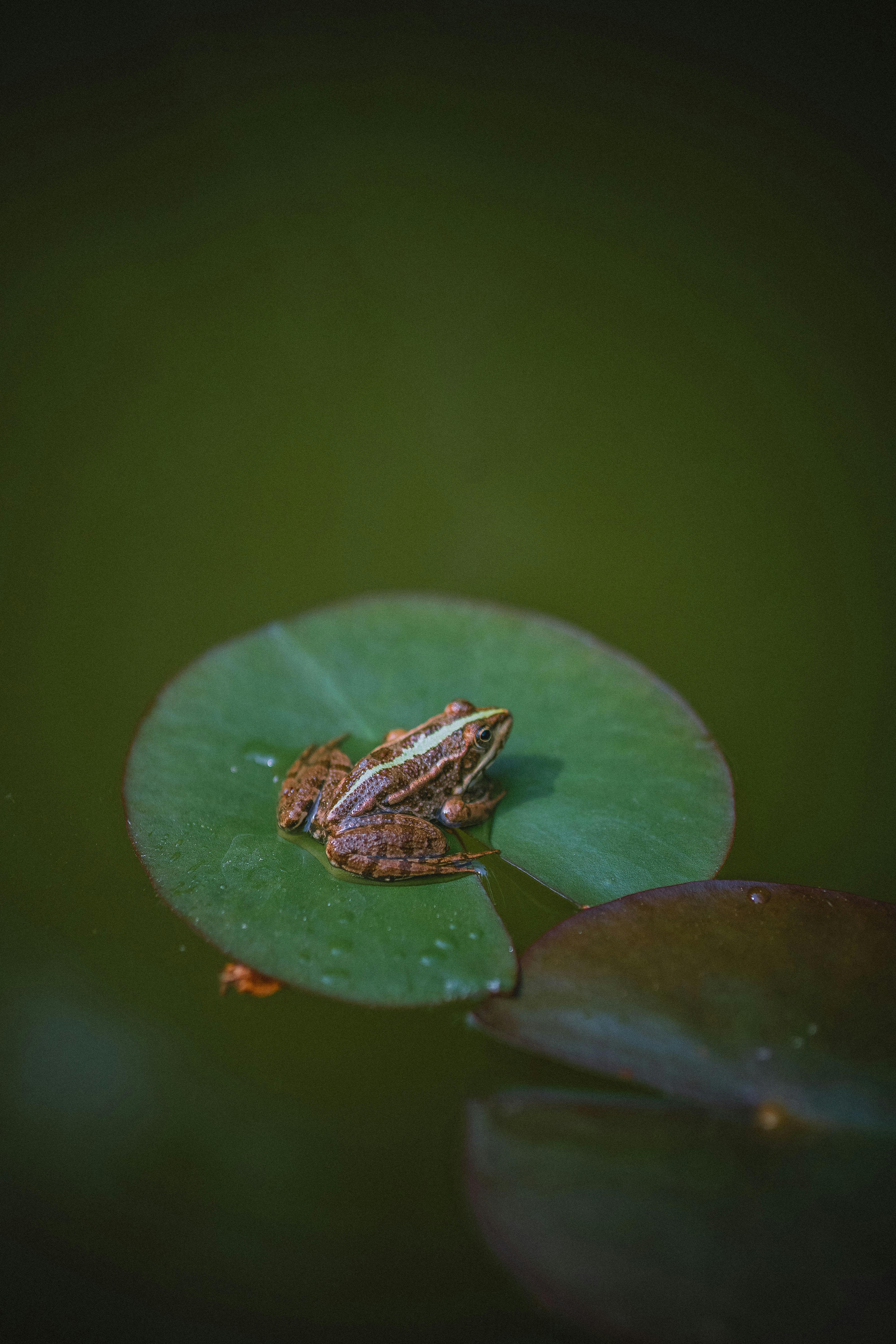 A frog rests on a green water lily pad, surrounded by calm pond water.