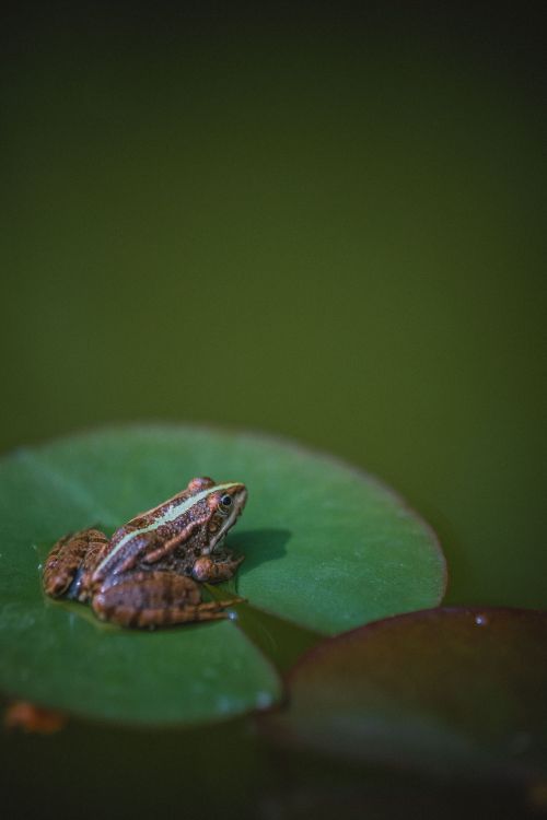 Free A serene image of a frog on a water lily pad, showcasing nature's calm beauty and vivid wildlife. Stock Photo