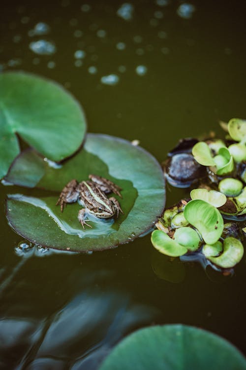 A frog sitting on top of a lily pad