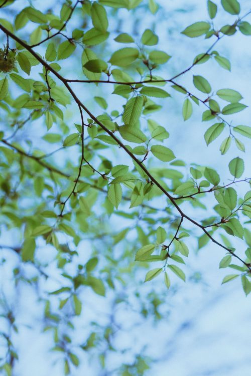 Free Vibrant green leaves on tree branches with a clear blue sky background, capturing a springtime feel. Stock Photo
