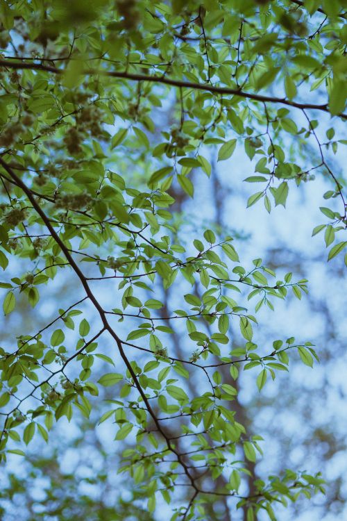 Free Vibrant green leaves on branches with a serene blue sky backdrop, capturing spring's essence. Stock Photo