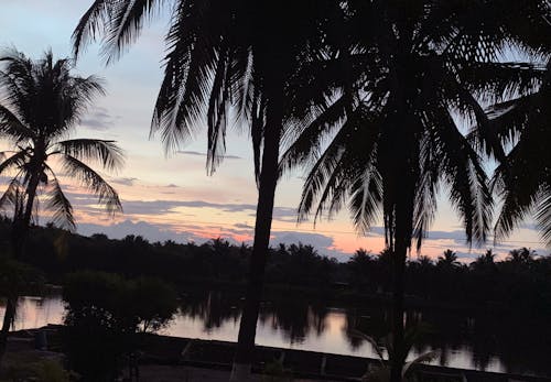 Foto profissional grátis de atardecer, noite-céu, palmas