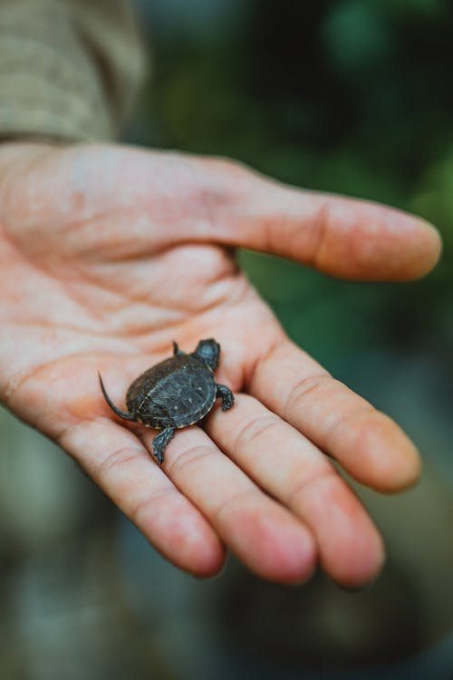 Foto stok gratis anak, berbayang, cute