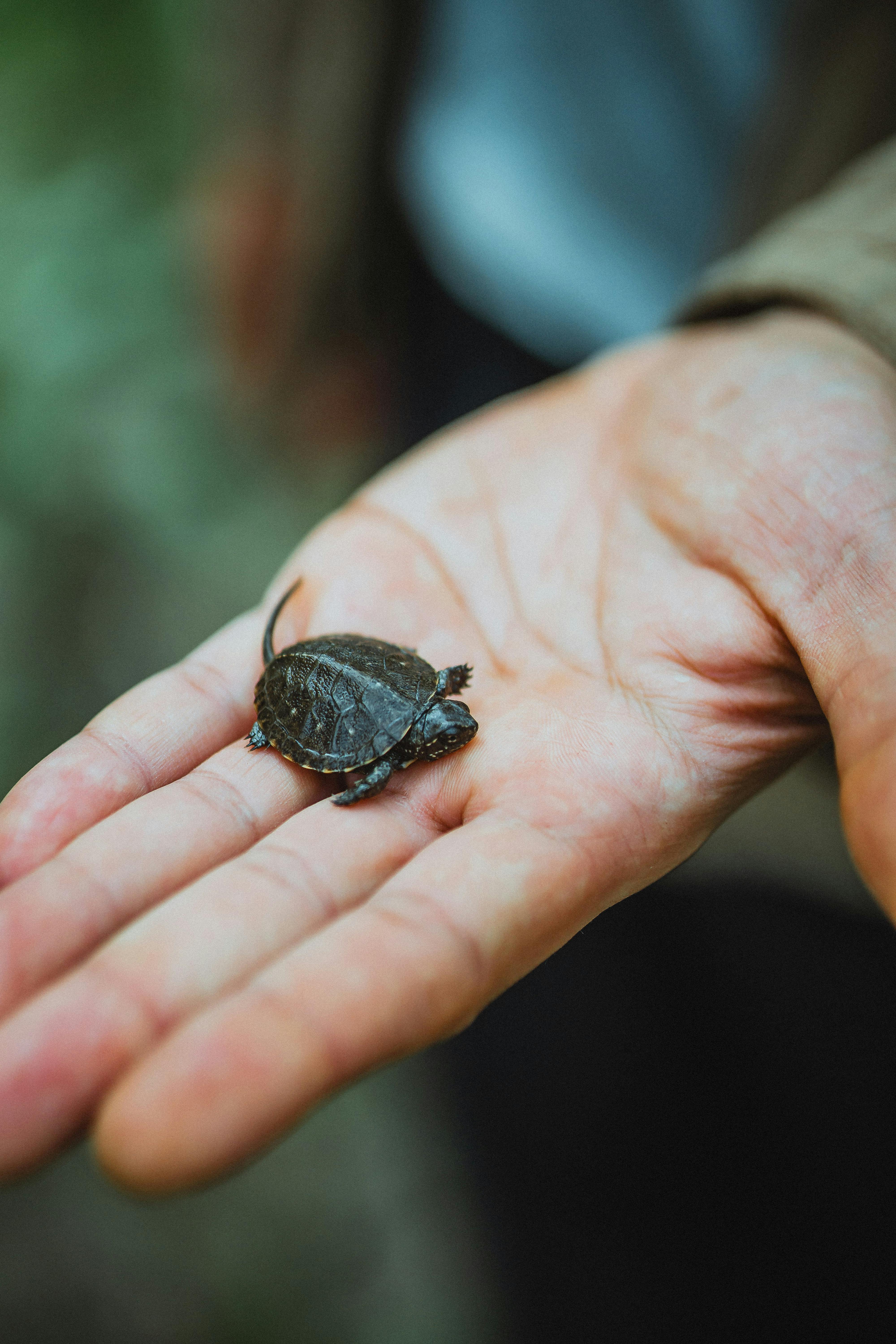 A tiny painted turtle hatchling resting on a person's hand, showcasing a gentle human-animal connection.