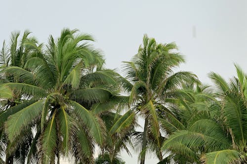 Foto profissional grátis de palmas