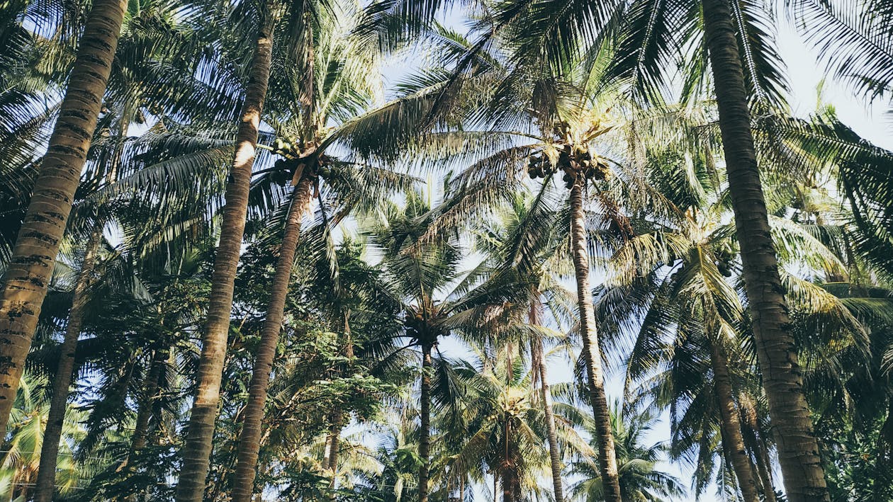 Green Coconut Tree Lot