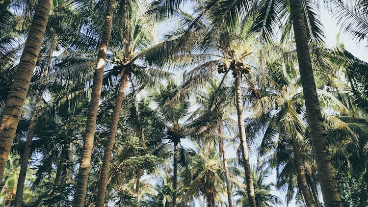 Green Coconut Tree Lot