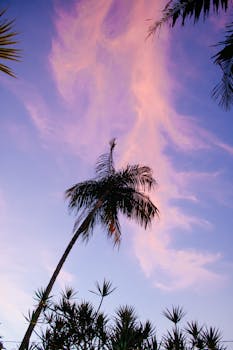 高大的棕榈树轮廓映衬着粉色与紫色交织的绚烂晚霞，营造出浓郁的热带氛围