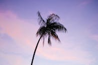 棕榈树的轮廓映衬着充满活力的日落天空，非常适合热带主题