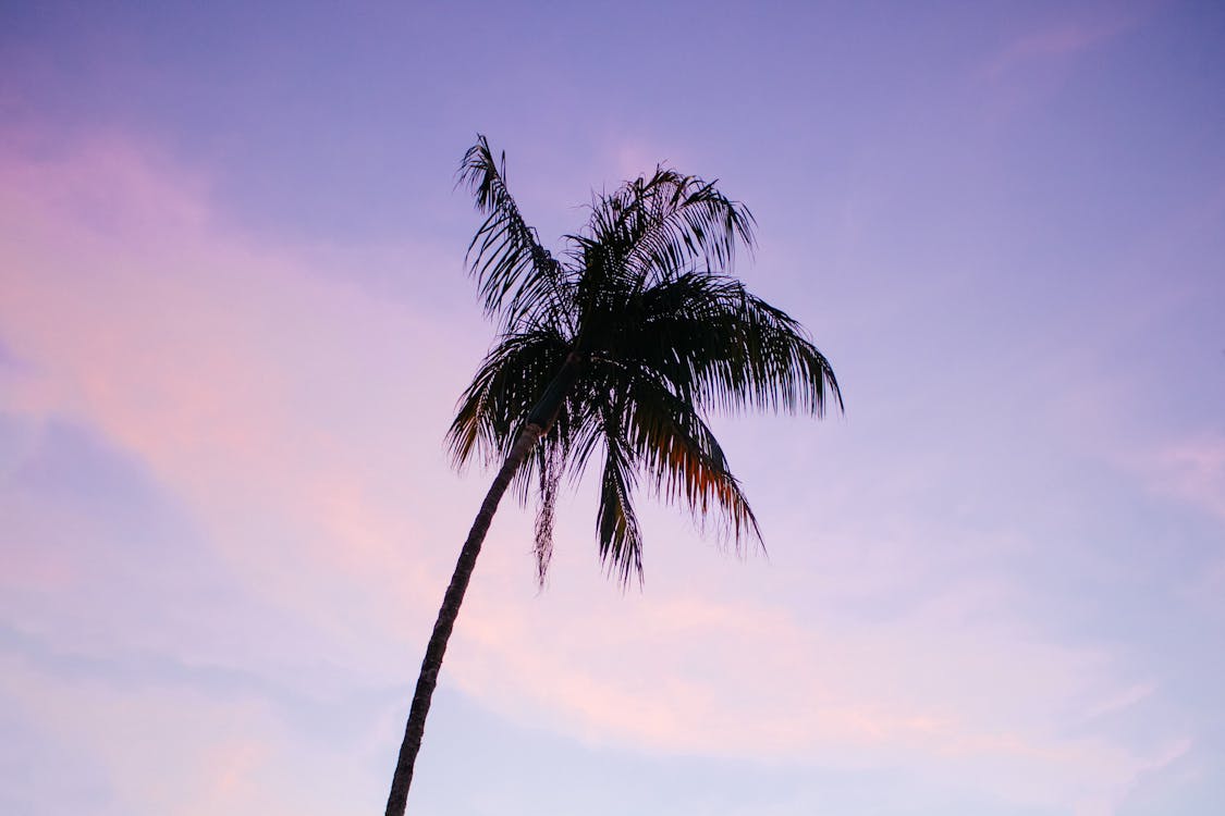 Free Coconut Tree Stock Photo