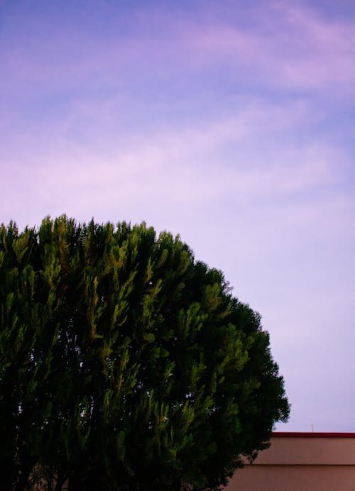 Foto d'estoc gratuïta de a l'aire lliure, arbre, cel