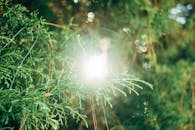 阳光照射在雪松枝上，营造出朝阳的效果，绿树成荫，风光自然