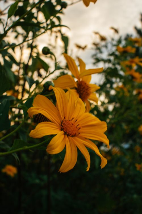 Free Vibrant yellow sunflowers captured during a serene sunset in a natural setting. Stock Photo