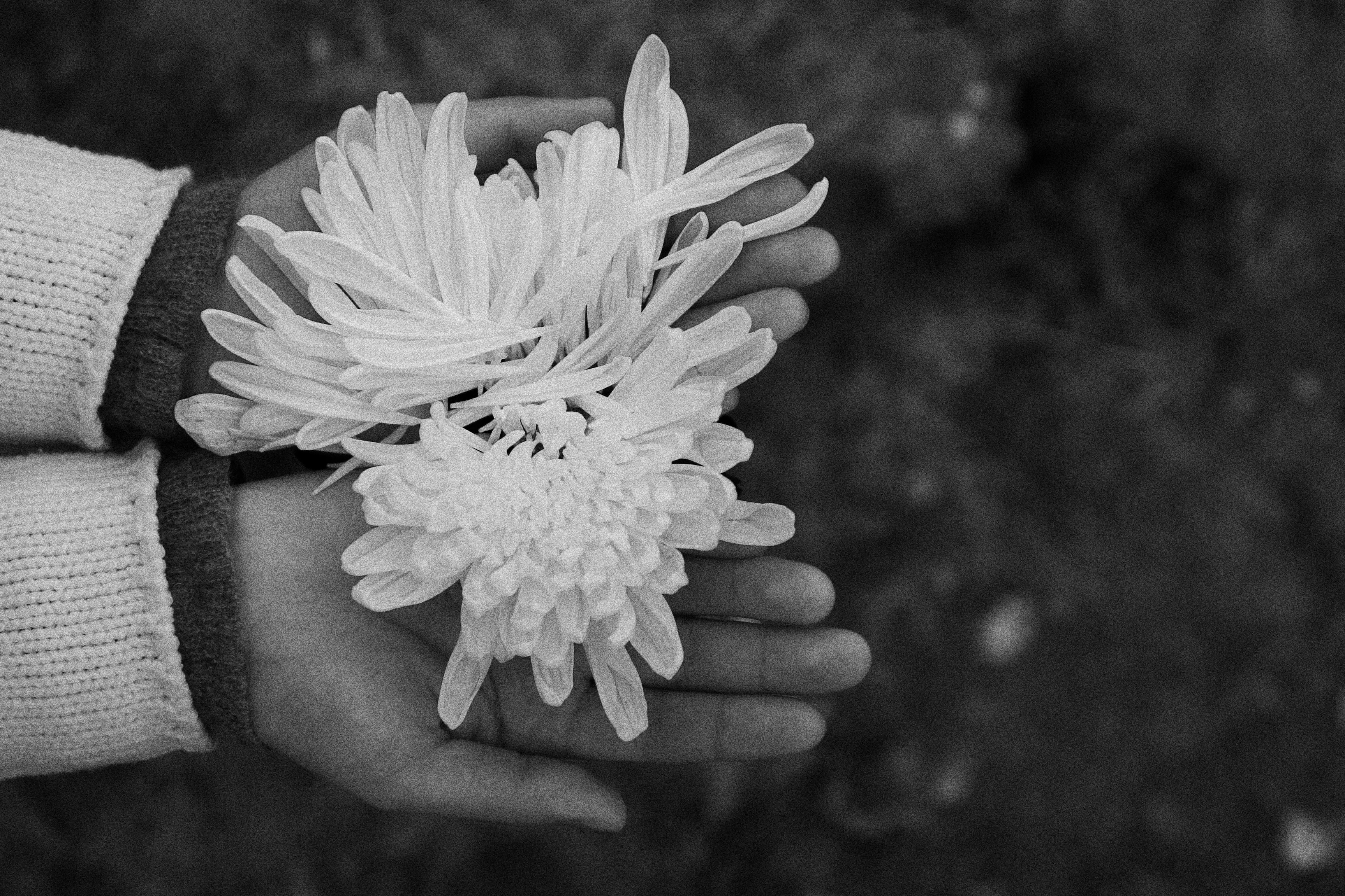 Black and white close-up of hands gently holding white chrysanthemums, evoking a sense of delicacy.