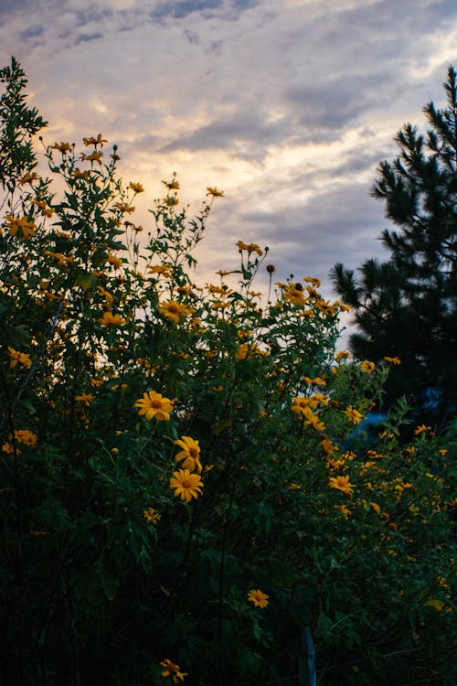 grátis Flores Amarelas Foto profissional