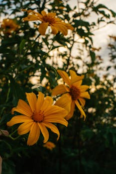 在夕阳的温暖光芒下，生动的黄色花朵绽放，捕捉到大自然的美丽
