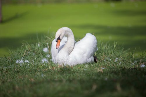 Foto d'estoc gratuïta de au, cigne, natura