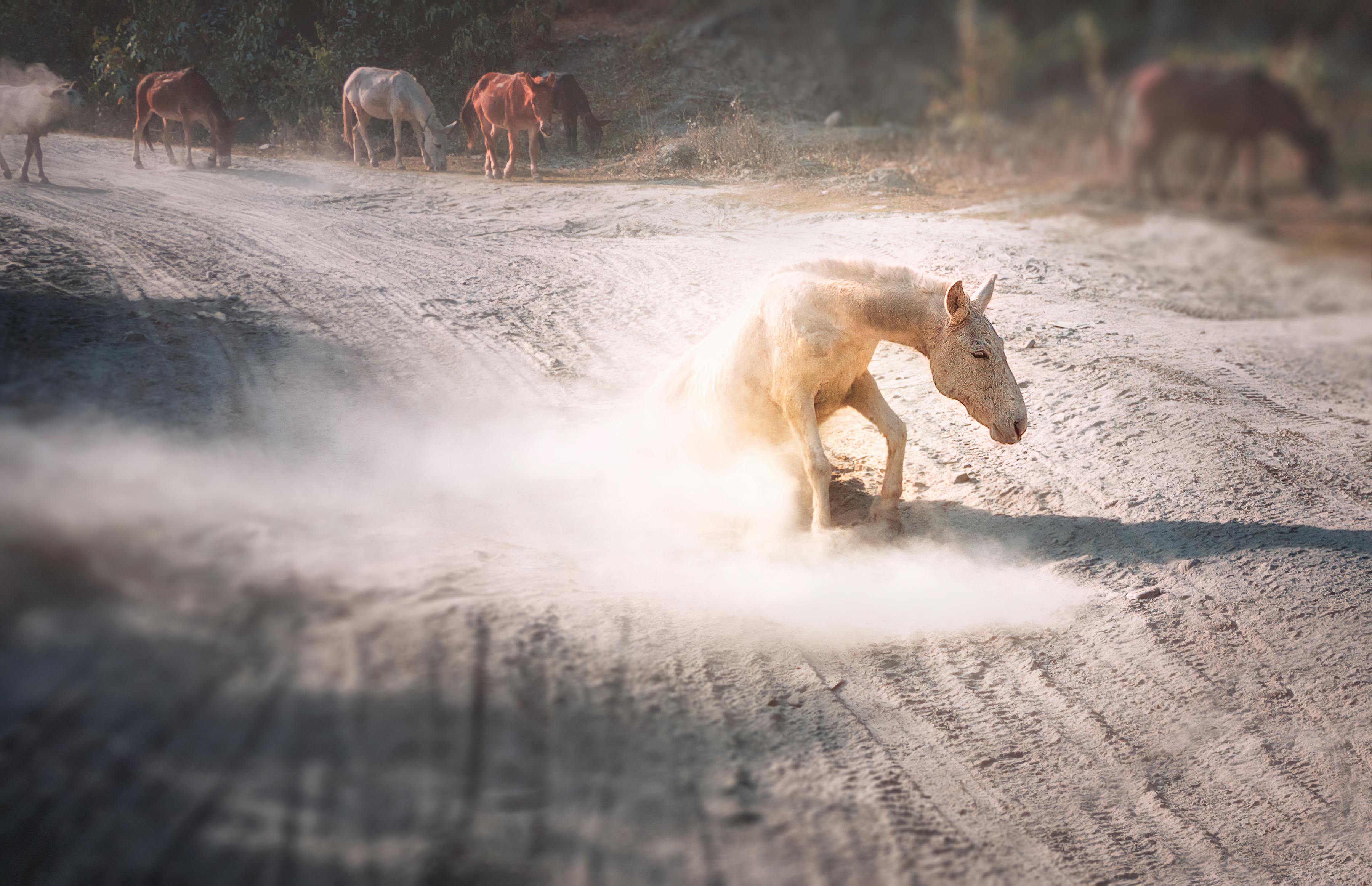 Free stock photo of animal, dusty, dusty road