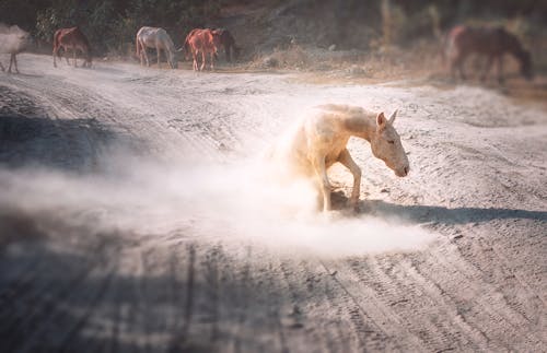 Free stock photo of animal, dusty, dusty road