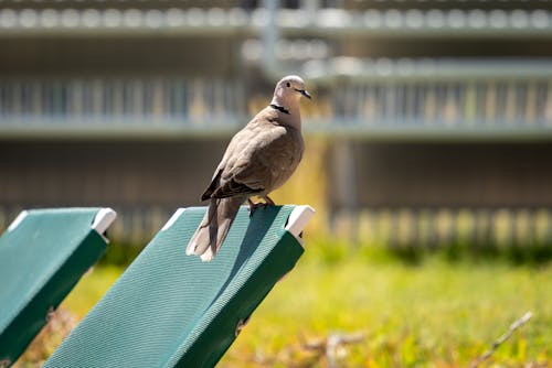 A bird is sitting on a green chair