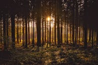 阳光穿过茂密的树林，在林地上投下戏剧性的光影