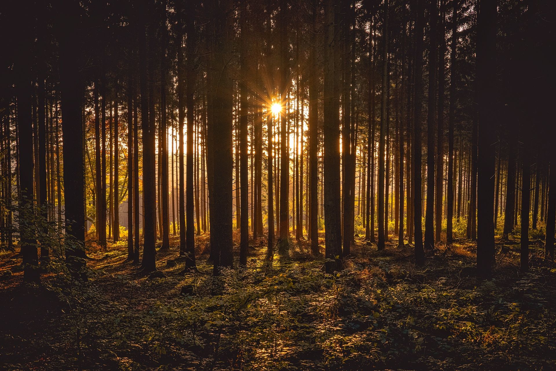 Sunrise breaking through dense forest trees, casting dramatic light and shadows on the woodland floor.