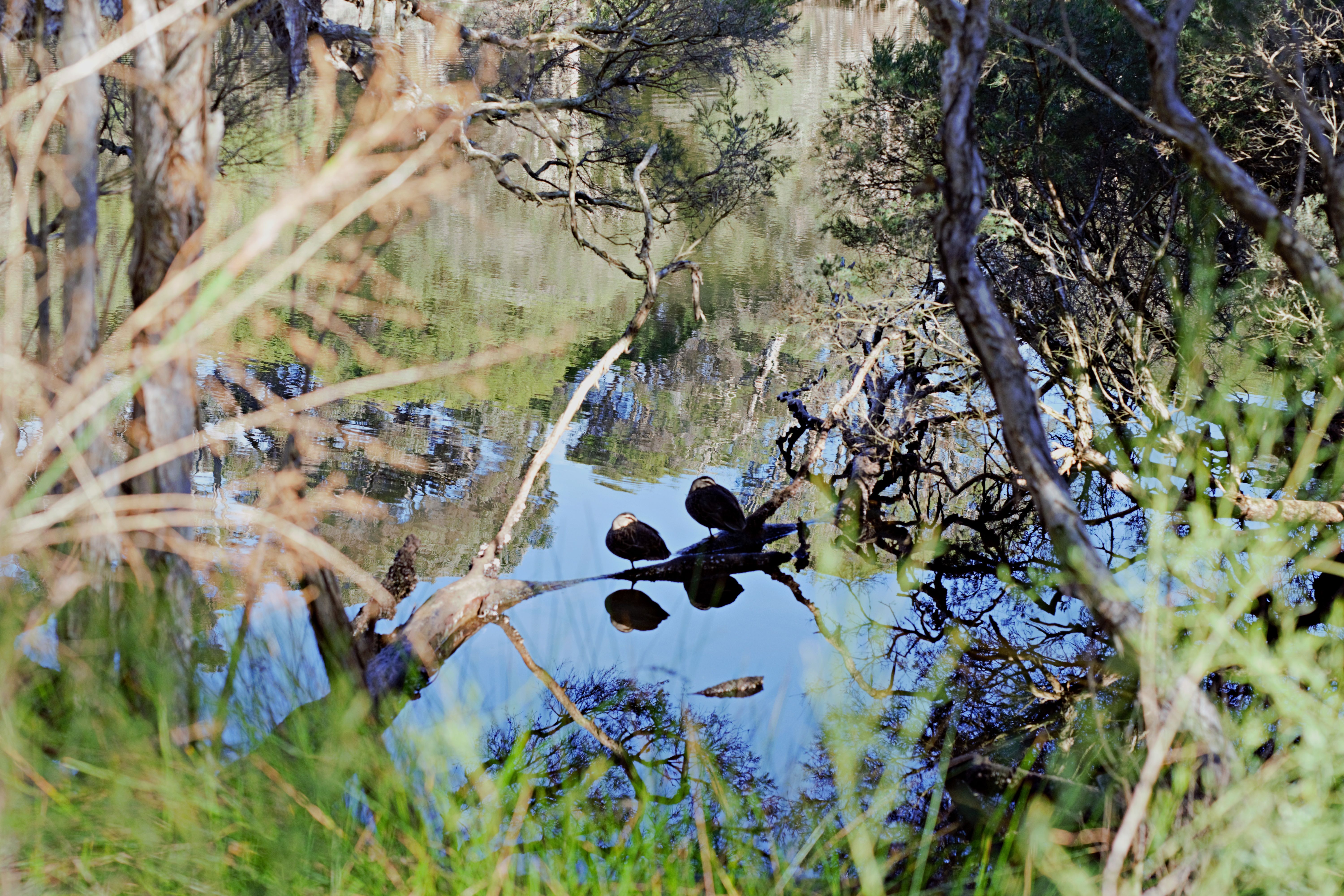 Free Stock Photo Of Aquatic Birds Aquatic Plants Beauty
