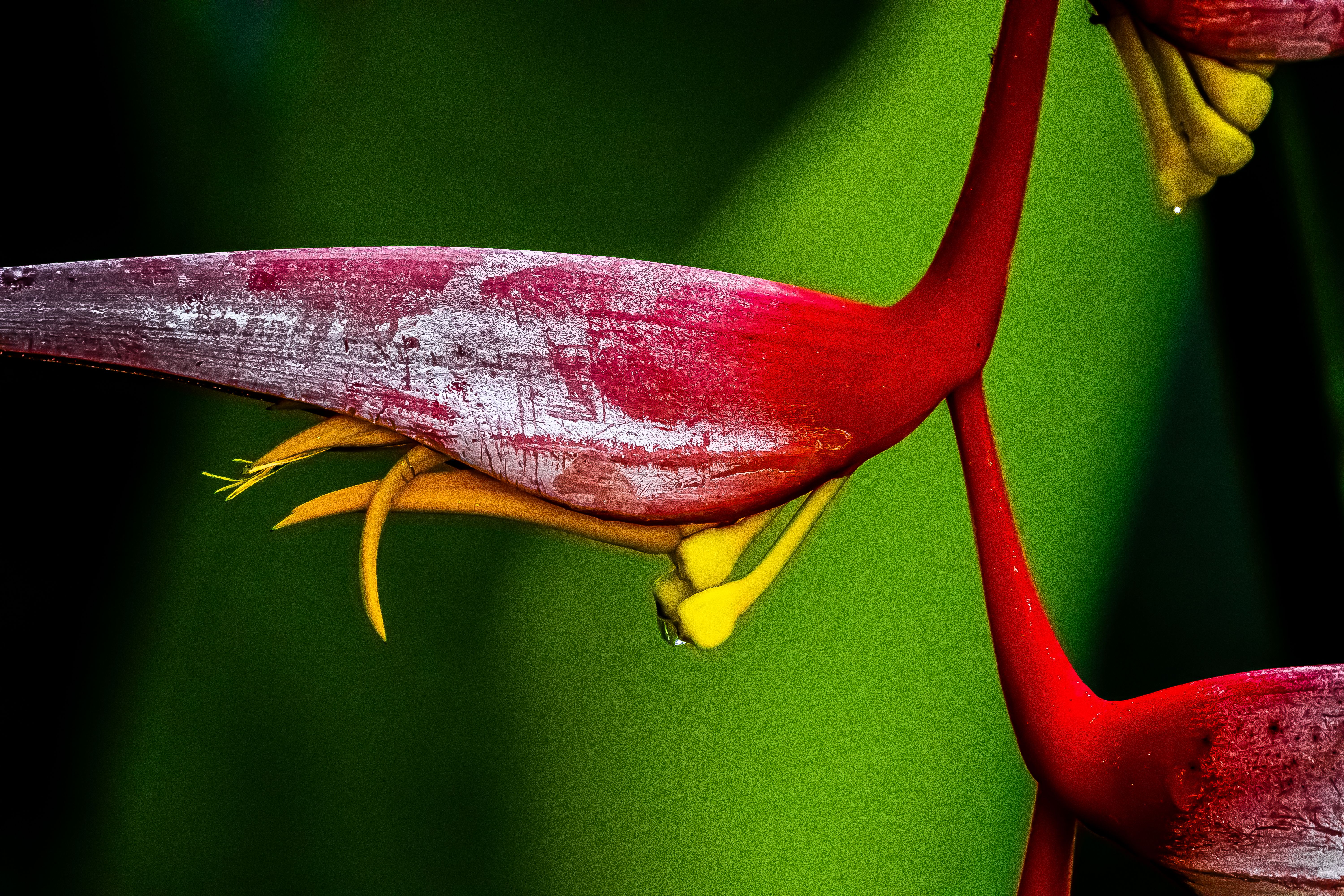 Fotomural Primer plano de una vibrante flor de Heliconia con gotas de agua, capturada en Caraguatatuba, Brasil.