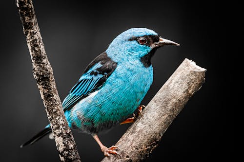 Foto profissional grátis de ave, dacnis azul, empoleirar