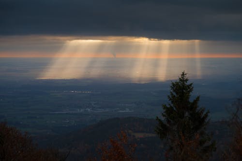 Grüner Baum Nahe Dem Gewässer Unter Grauem Himmel