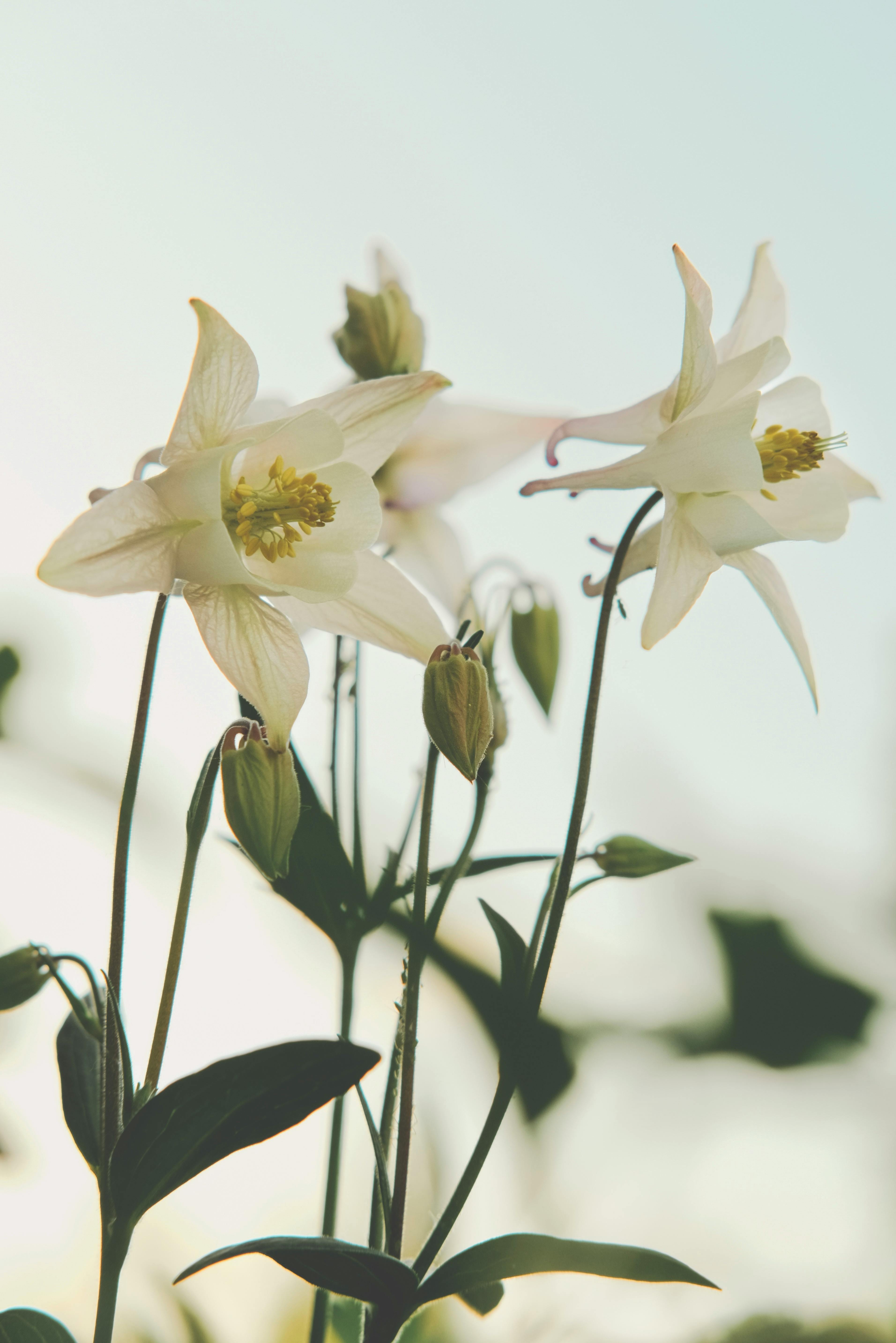 Beautiful white columbines in full bloom, captured during a sunny day outdoors.