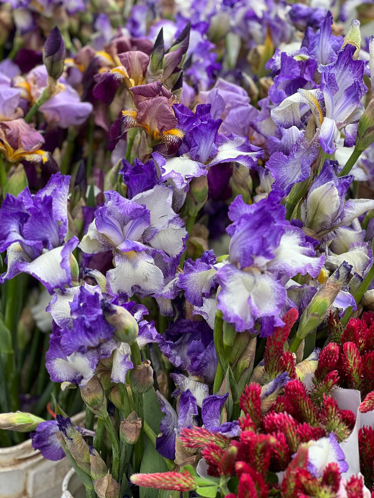when to plant iris rhizomes: a beautiful garden photo