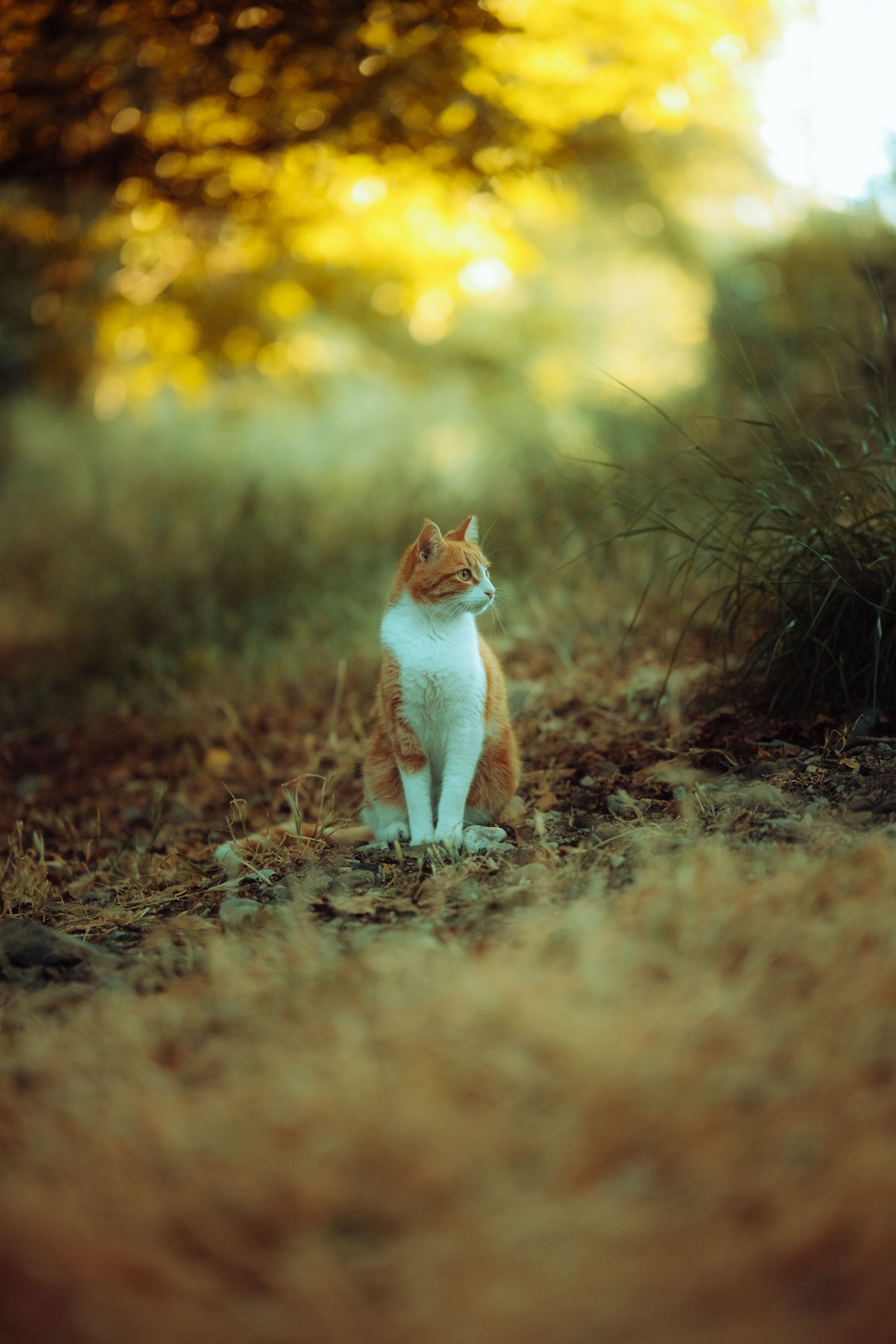 A White and Ginger Cat Sitting on a Grassy Footpath · Free Stock Photo