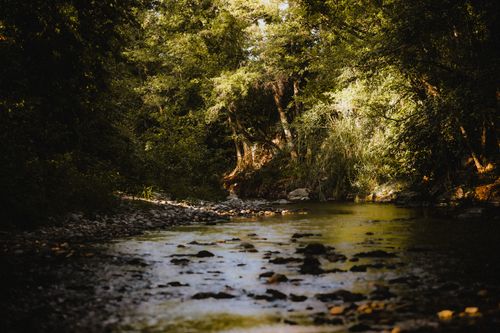 Free A tranquil forest stream flowing surrounded by lush, vibrant trees and rocks. Stock Photo