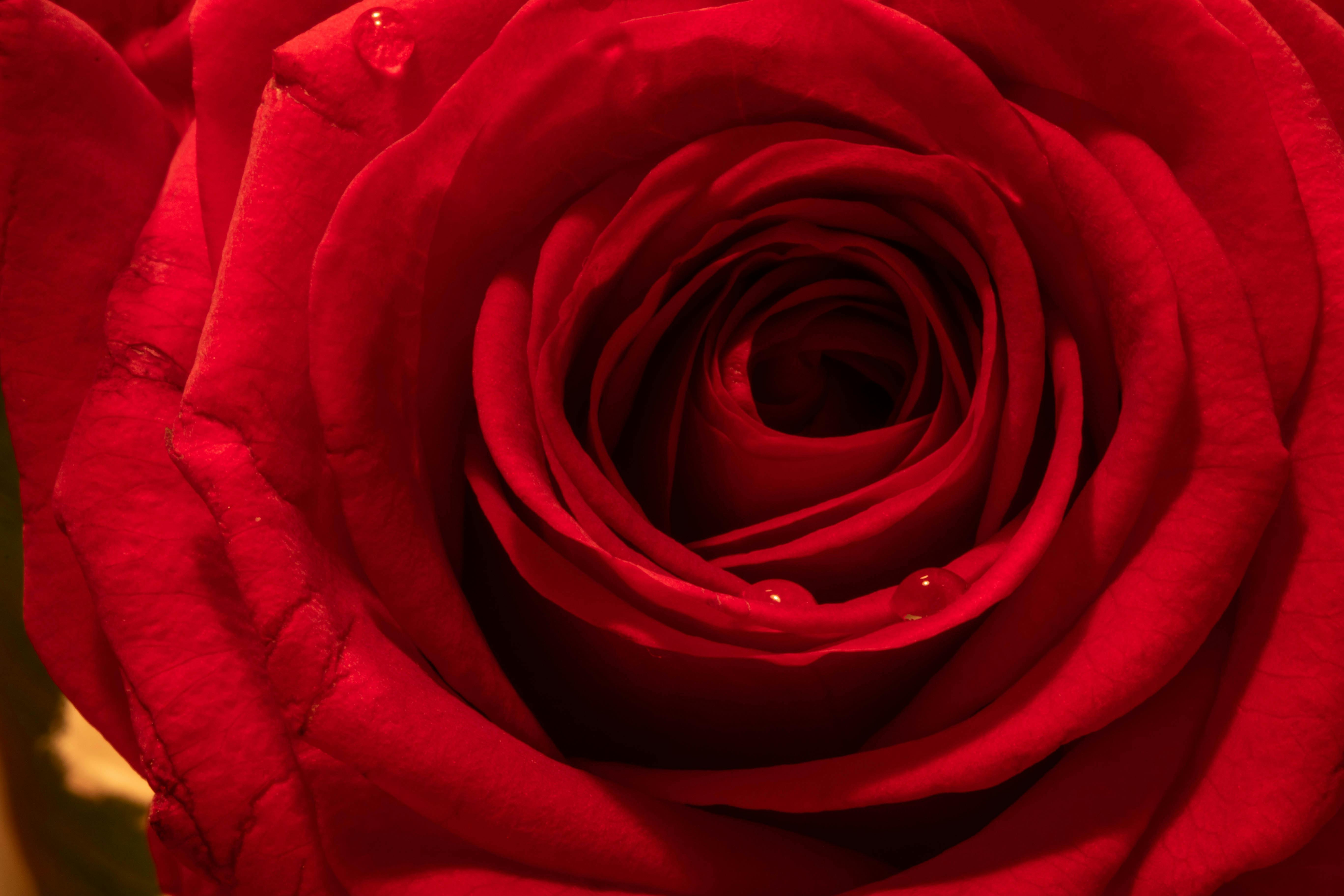 [ColoSach]-detailed-close-up-of-a-blooming-red-rose-with-water-droplets-on-petals,-capturing-its-vibrant-beauty.