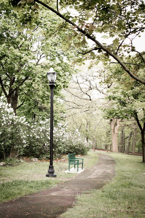 A bench sits in the middle of a path