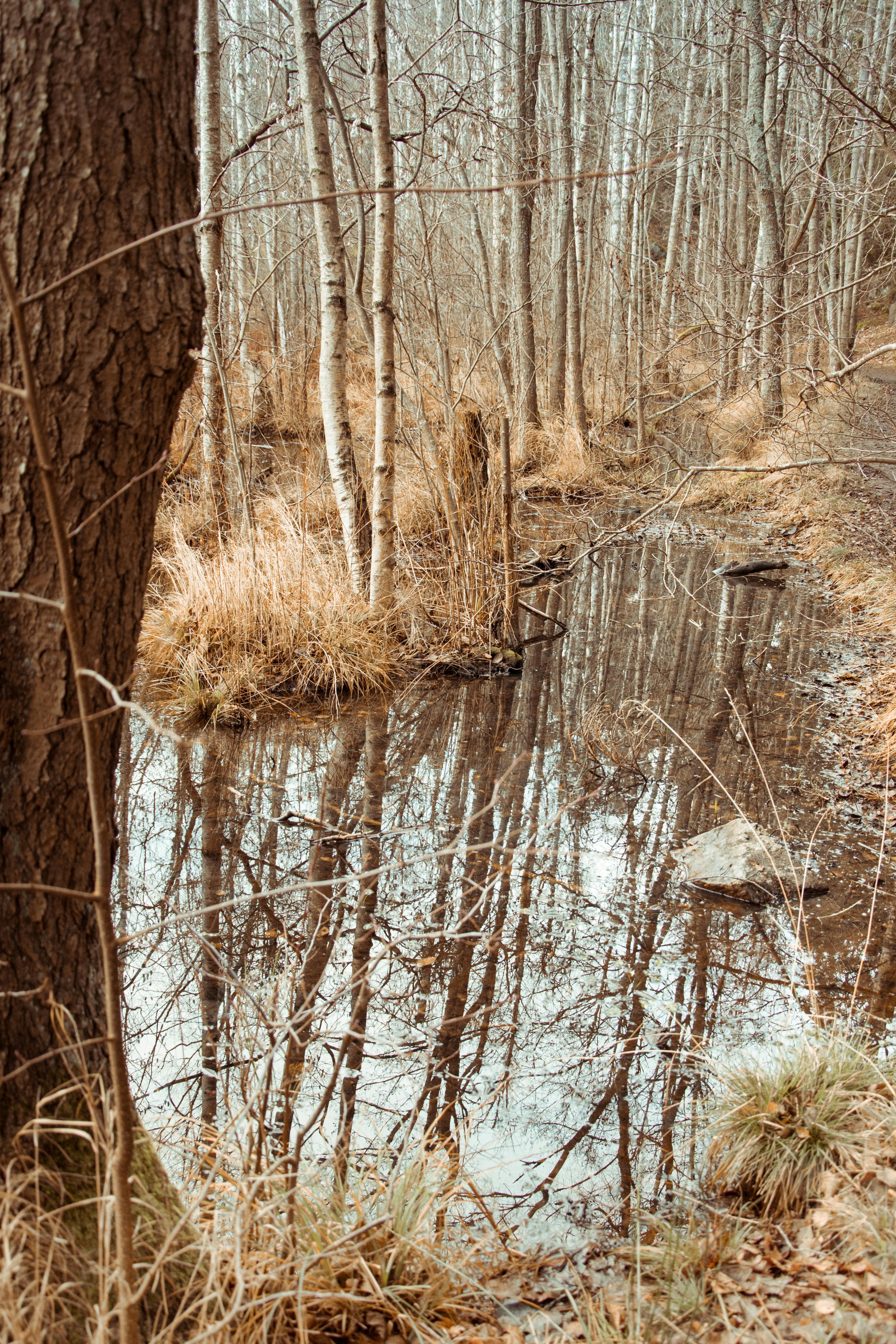 Pizza and Beer Night