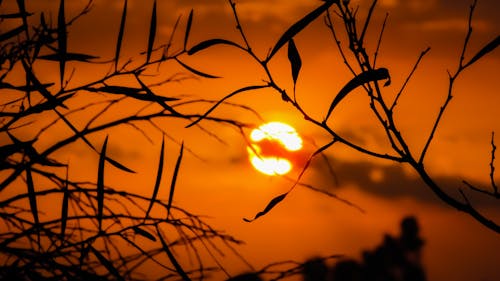 Silhouette of Grass during Golden Hour