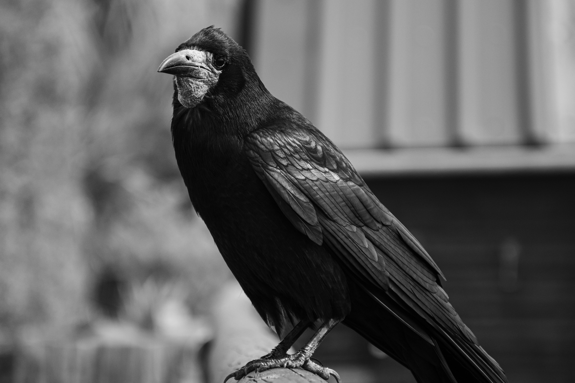 Close-up black and white shot of a raven perching, showcasing its detailed plumage.