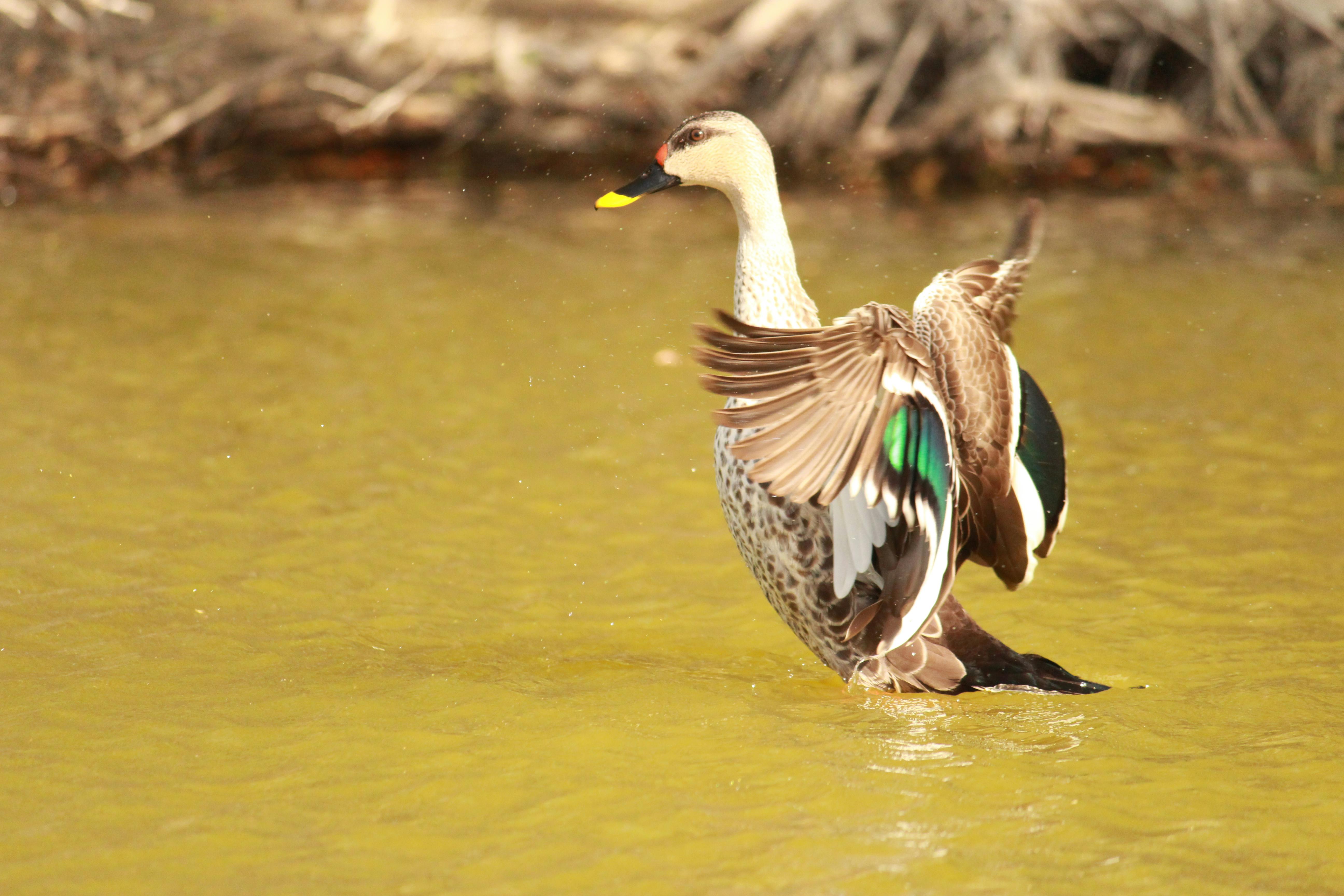 Foto de stock gratuita sobre aves, cisne, cisne blanco