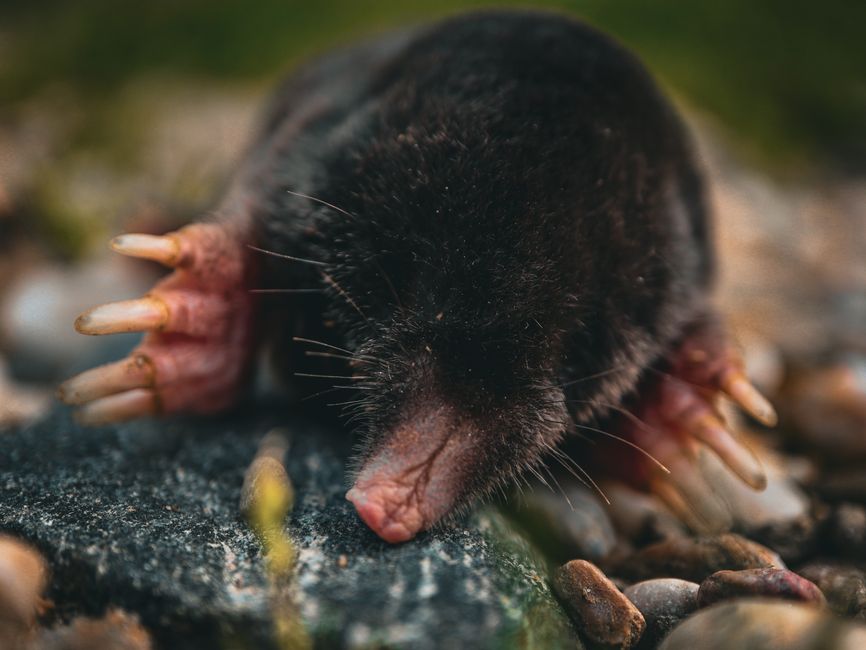Detailed close-up of a European mole (Talpa europaea) on pebbles, highlighting its claws.