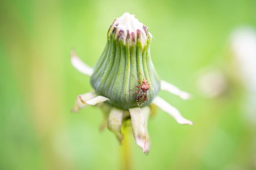 Free A detailed macro shot of a stinkbug perched on an unopened dandelion bud in a natural setting. Stock Photo