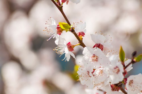アプリコット, 春, 枝の無料の写真素材