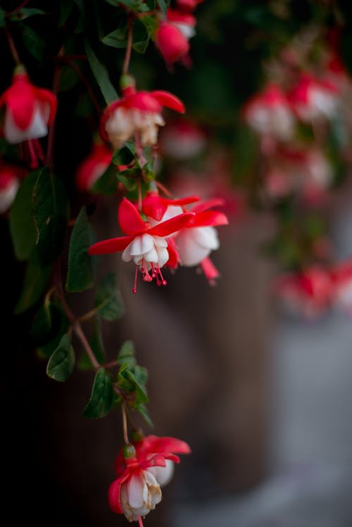 Foto stok gratis bunga merah, bunga musim panas, tanaman gantung