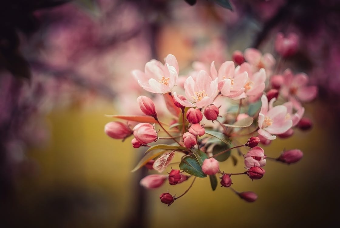 Бесплатное стоковое фото с райская яблоня, цветение, цветение яблони