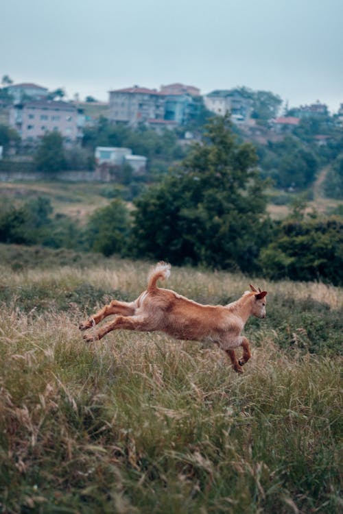 A dog running through a field with houses in the background