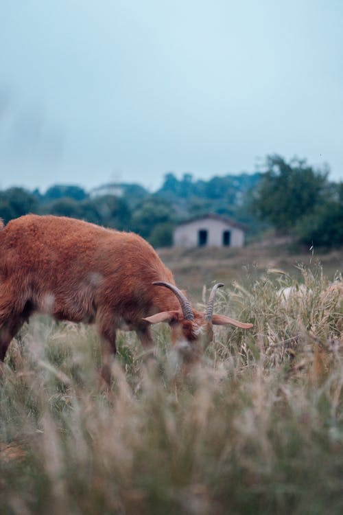 A goat grazing in a field near a house