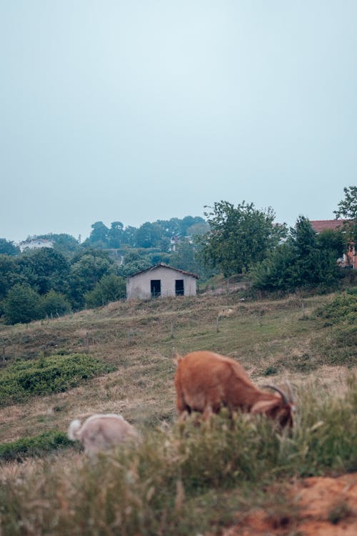 Goats grazing in a field near a house